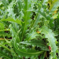 Morina longifolia SDR7441